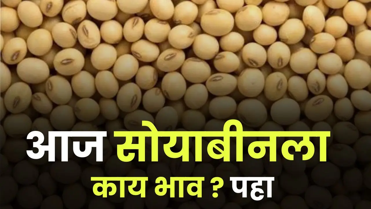 आज सोयाबीनला काय भाव ? पहा